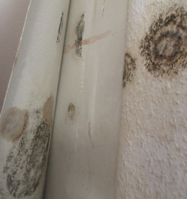 Экспертиза плесени в квартире