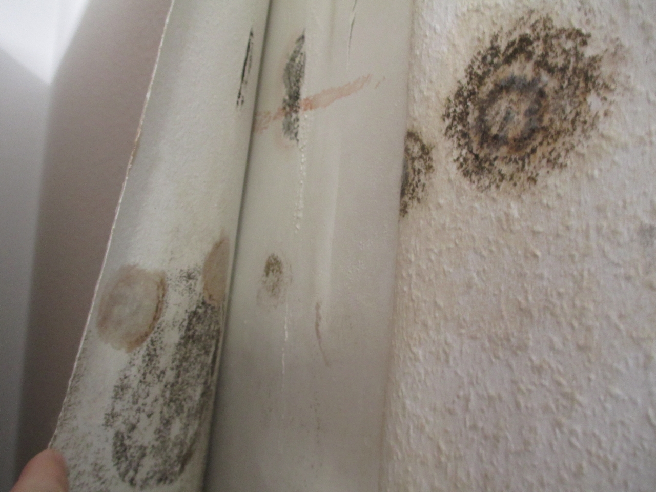 Экспертиза плесени в квартире